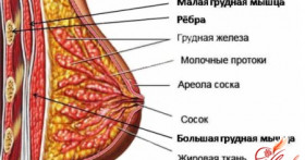 В каком возрасте и как растет грудь