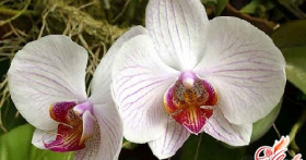 Как пересадить орхидею: тонкости «переселения» домашних эпифитов