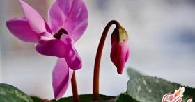 Цикламен: уход за капризным красавцем