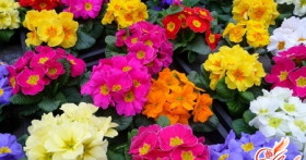 Гардения: особенности выращивания и ухода