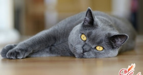 Британские кошки – уход за пушистыми аристократами