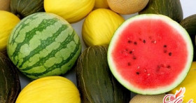 Выращивание арбузов и дынь на собственном огороде