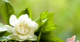 Гардения жасминовидная – цветущий куст на подоконнике