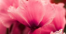 Основные причины, почему не цветет цикламен