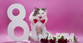 Смешные поздравления с 8 марта для женщин