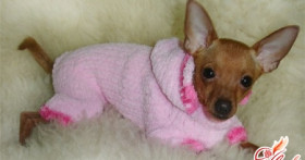 Вязание для собак: наряжаем, согреваем, утепляем