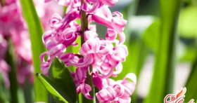 Создаем красоту своими руками: выгонка гиацинтов в домашних условиях