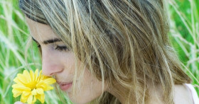 Ромашка аптечная. Применение и свойства