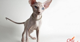 Кошка сфинкс: уход и особенности содержания