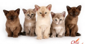 Породистые кошки. Какую выбрать?