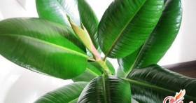 Каучуконосный фикус: оазис на окне