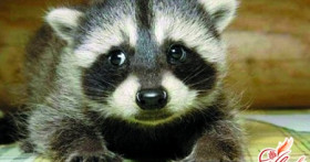 Енот домашний – четвероногая экзотика