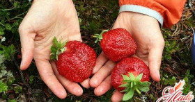 Клубника: посадка и уход для хорошего урожая