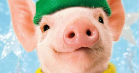 Готовимся к встрече Земляной Свиньи: какого цвета наряд выбрать, что приготовить на Новый год