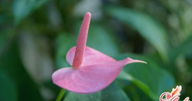 Антуриум: болезни и их лечение