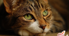 Как лечить лишай у кошек?