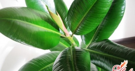 Робуста: неприхотливый и полезный фикус