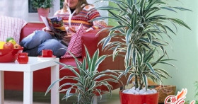 Ядовитые домашние растения. Насколько это опасно?