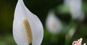 Спатифиллум: что делать, если сохнут листья?