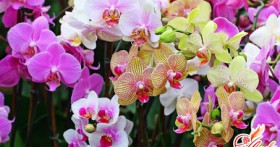 Что делать, если у орхидеи желтеют листья