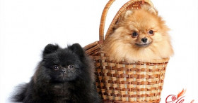 Груминг собак