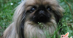 Гламурные собачки – вечная любовь или дань моде