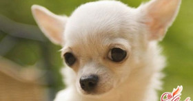 Собаки чихуахуа – дань моде или идеальный компаньон?
