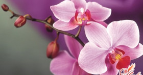 Настало время, орхидея отцвела – что делать дальше?