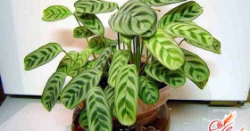 Калатея, уход и содержание в комнатных условиях