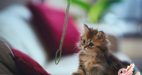 Как приучить котенка к лотку?