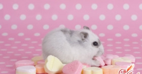 Хомяк джунгарский – уход за миниатюрным грызуном