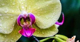 Красавица орхидея: уход в домашних условиях