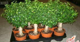 Все, что необходимо знать о том, как размножается фикус