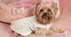 Как сшить одежду для собаки: мода своими руками