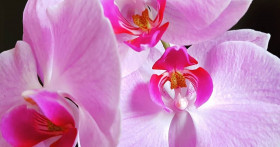 Как ухаживать за орхидеей Фаленопсис