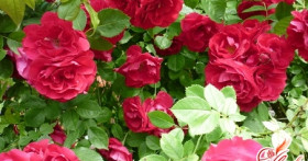 Выращивание роз в домашних условиях: тонкости успеха