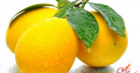 Раскрываем секреты: как вырастить лимон из косточки в домашних условиях