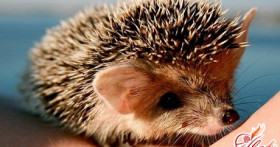 Домашний ёжик – необычный домашний питомец