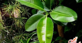 Почему могут опадать листья у фикуса: ищем ответ вместе