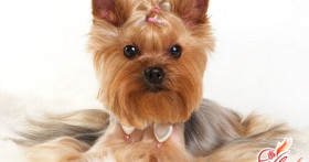 Модные собачки – йорширские терьеры