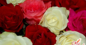 Сорта комнатных роз – выбираем букет под настроение