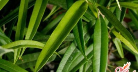 Фикус Али: уход за комнатным цветком