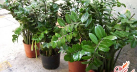 Почему у растения замиокулькас желтеют листья?