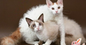 Ла перм, или Кошки с кудряшками