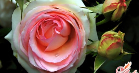 Правильный уход за розами