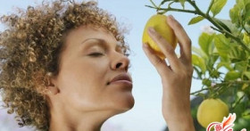 Тропики на вашем окне: как вырастить лимон в домашних условиях