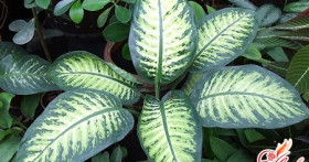 Диффенбахия: вред или польза?