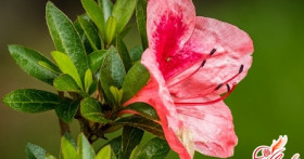 Домашняя азалия: размножение, пересадка и другие особенности ухода