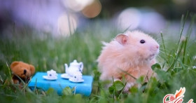 Как ухаживать за хомяком: учимся любить домашних животных