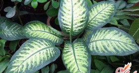 Почему у домашнего растения диффенбахия желтеют листья?